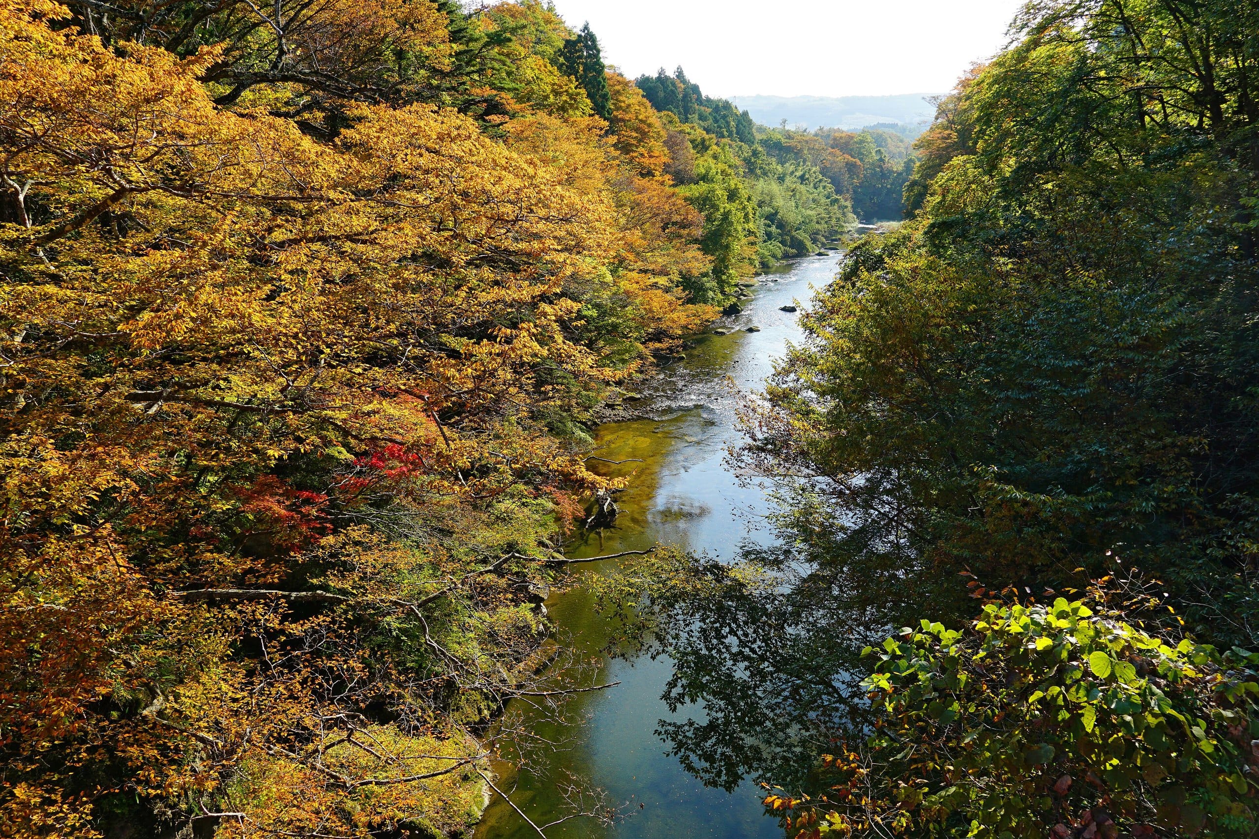 The clear Natori River flowing between golden autumn trees