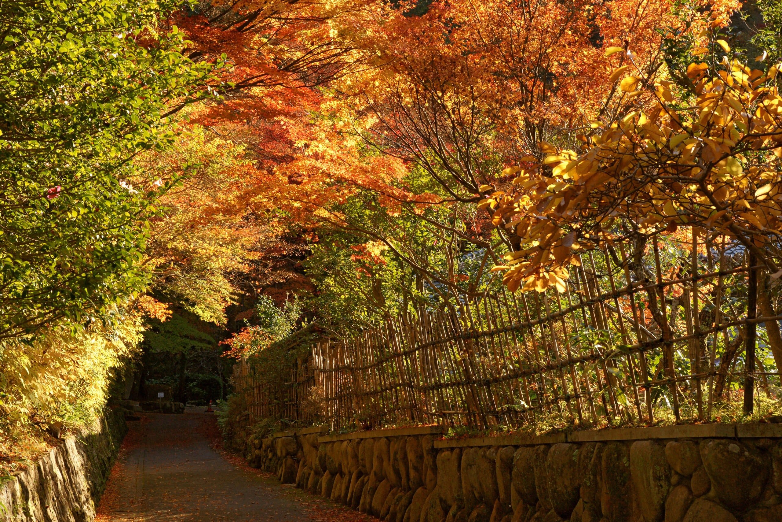 Path through bright autumn maples in Tsuzumigataki Park, Arima Onsen