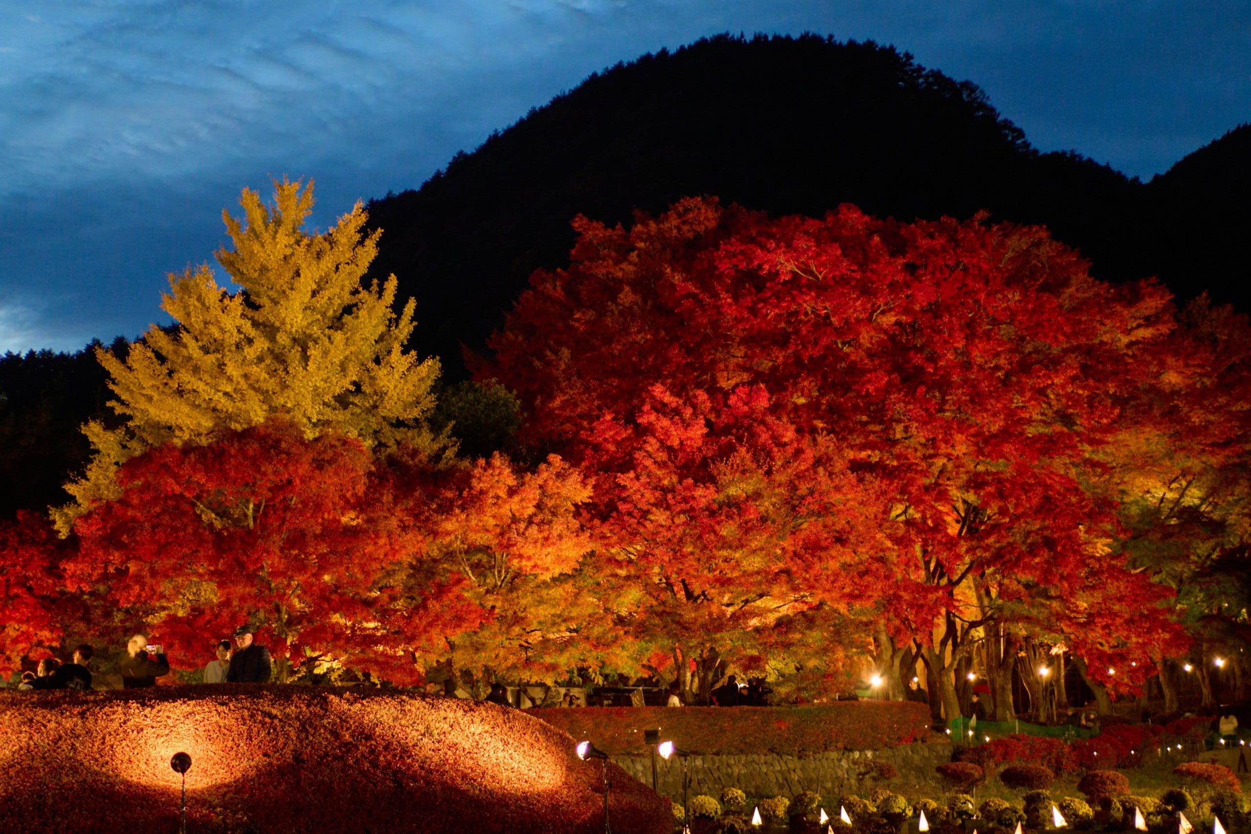 Maple and ginkgo trees lit up in red and gold against a dark hillside at night