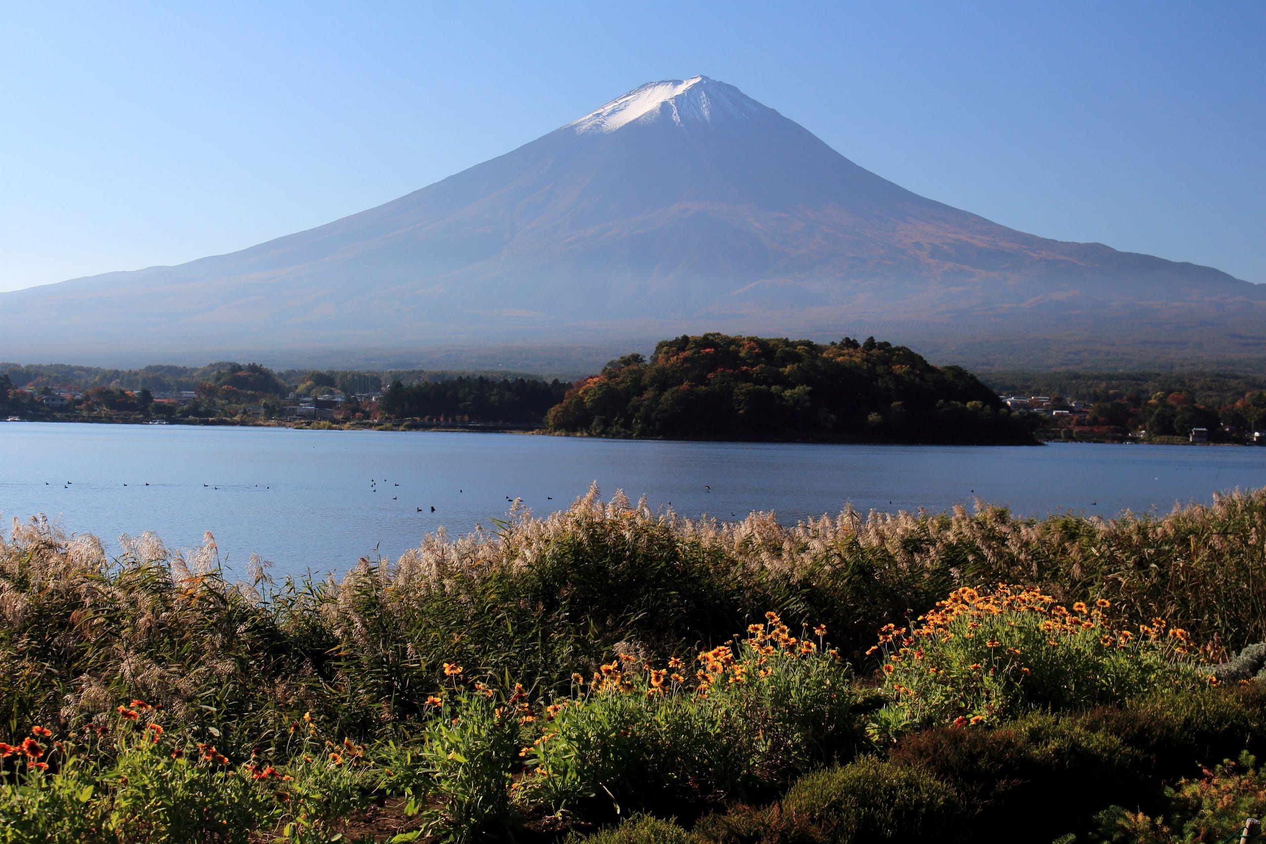 Mount Fuji above Lake Kawaguchi with autumn grasses and flowers on the shore