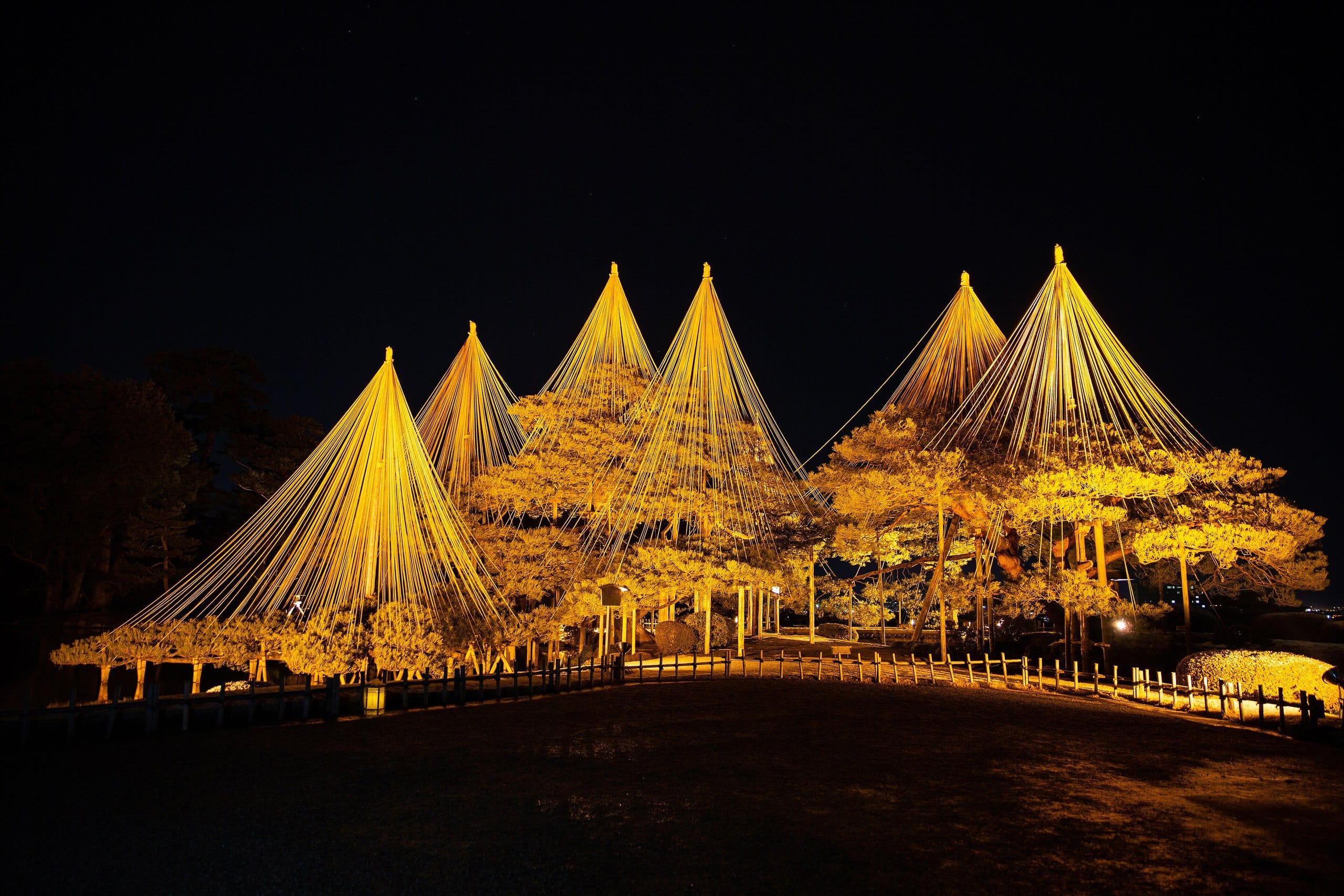 Pine trees protected by conical yukitsuri ropes glowing gold under night illumination