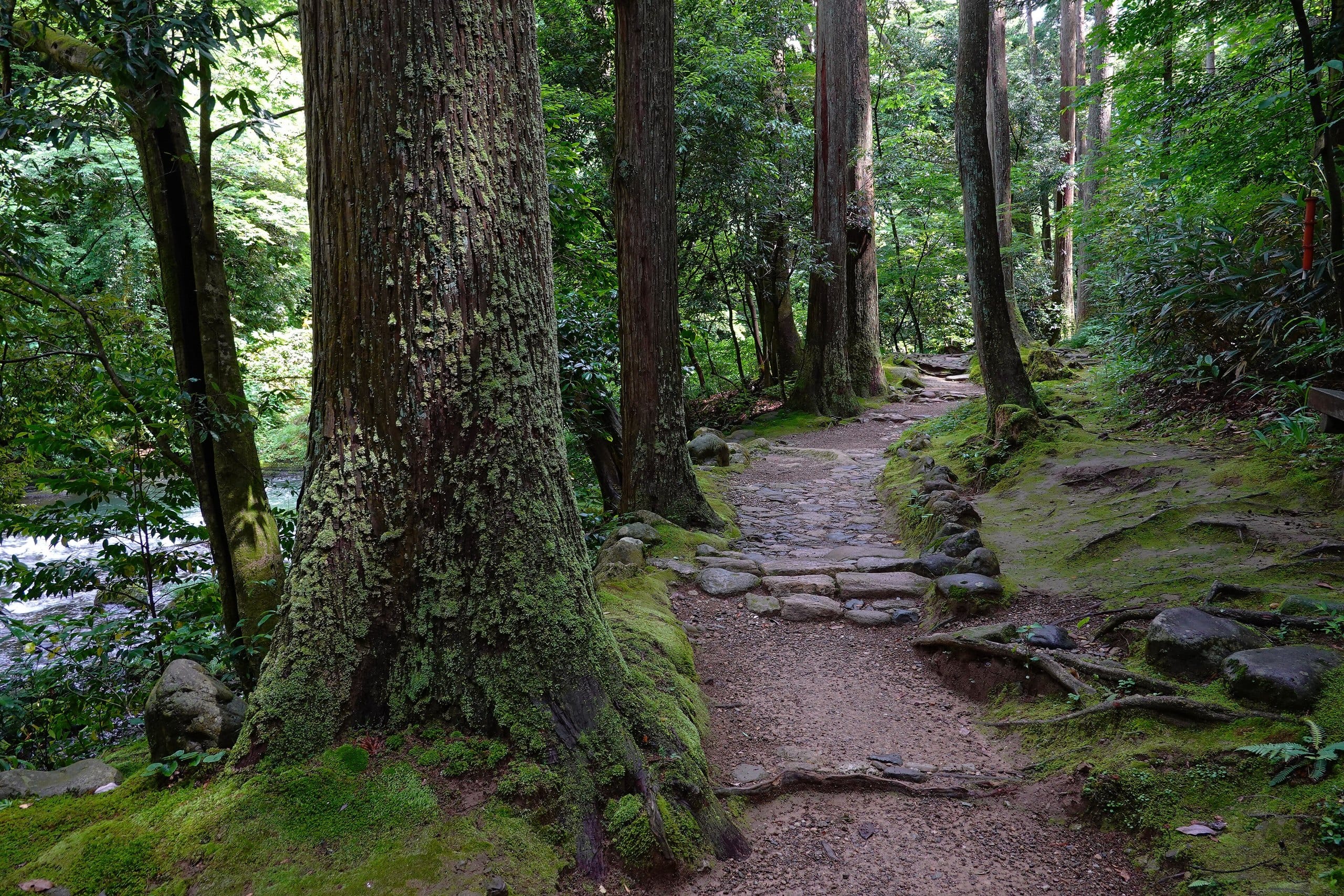 Mossy riverside footpath under tall cedars in the Kakusenkei gorge