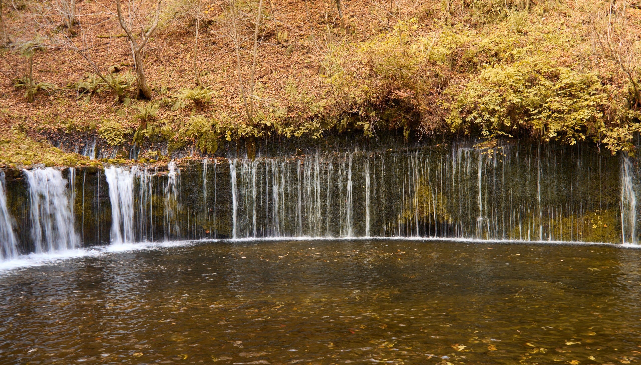 Wide curtain of thin waterfalls over a mossy ledge in autumn