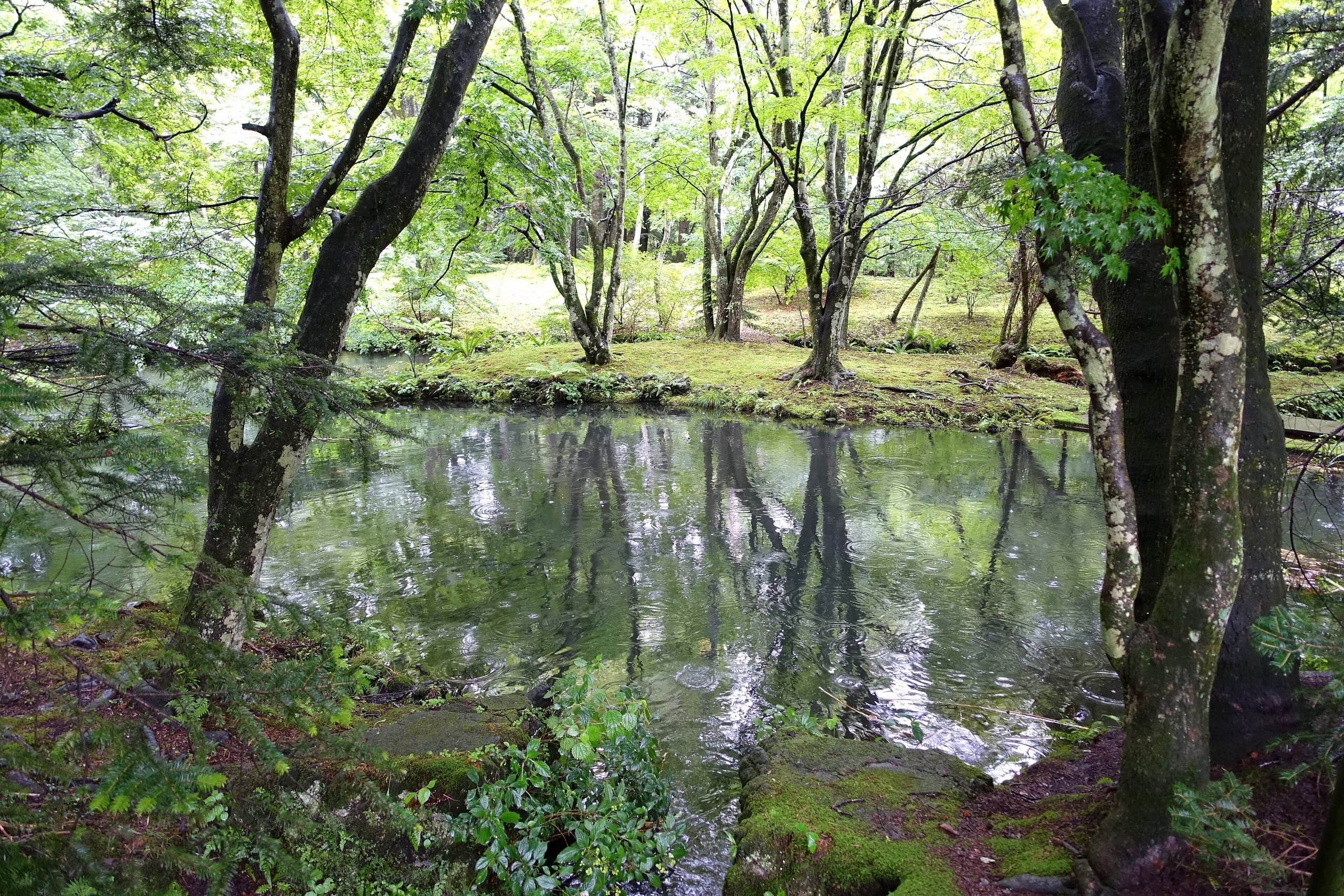 Green summer trees reflected in Kumoba Pond