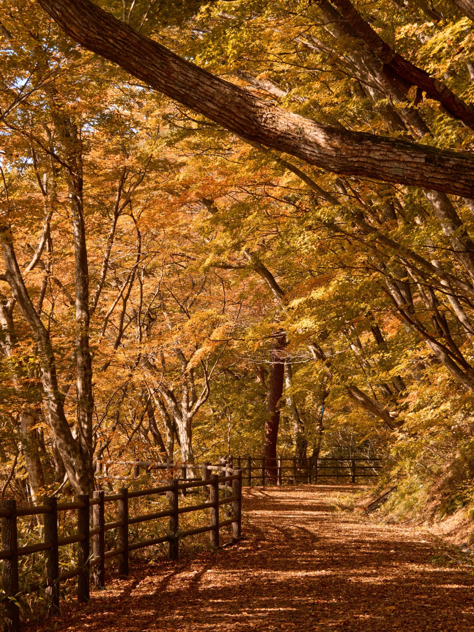 Leaf-covered walking path with a wooden fence under golden autumn trees