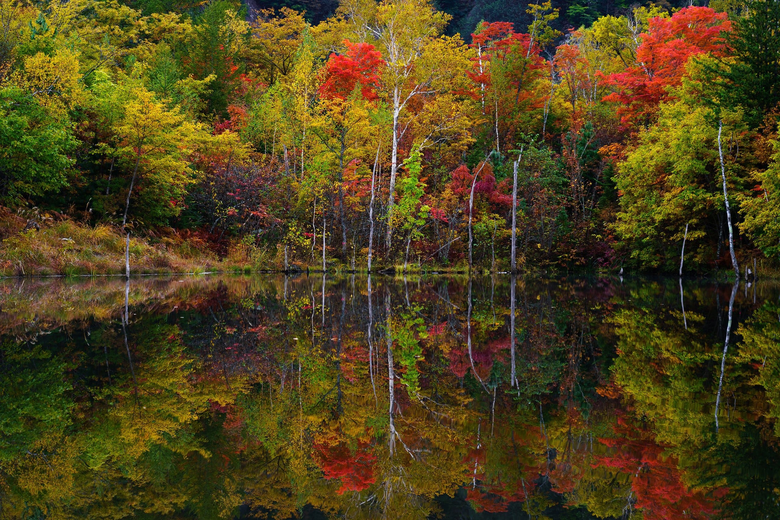 Maime Pond on the Norikura Kogen plateau in autumn, the highland next to Shirahone Onsen