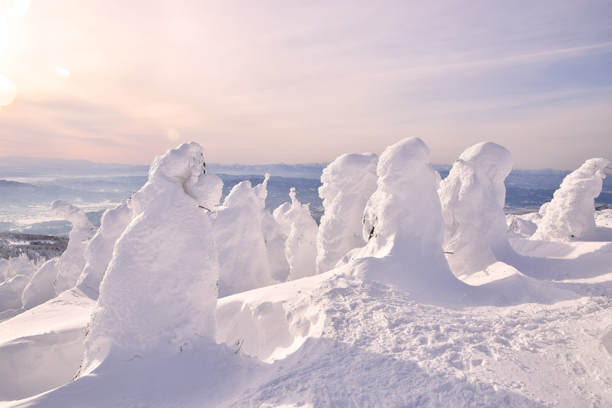 Snow monsters, fir trees encased in thick rime ice, under a pale pink sky